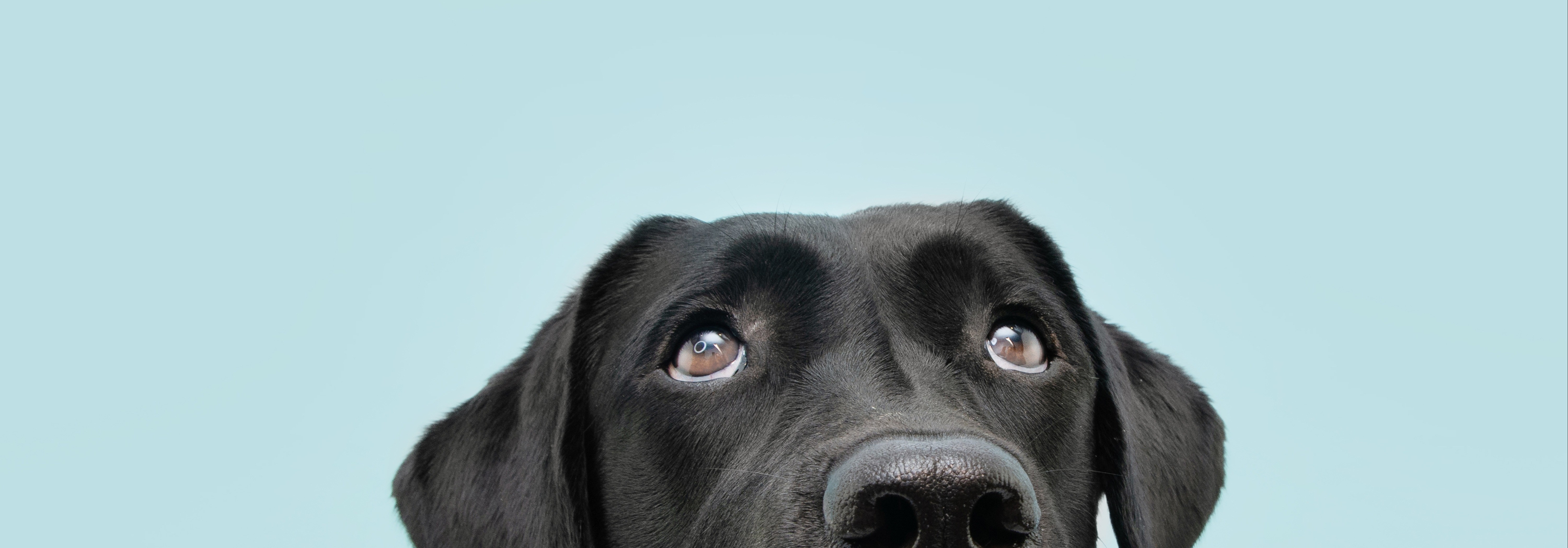 Looking up Dog cropped